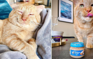 Bruce Willis the tomcat, Minnesota, Animal Humane Society, Sandra, LuciaKatt, Gerber Baby