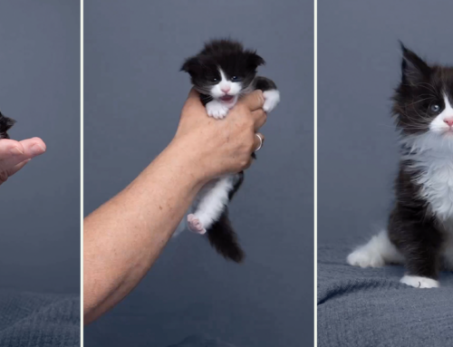 Catographer Captures ‘Glow-Up’ as a Maine Coon Kitten Blossoms Before Your Eyes