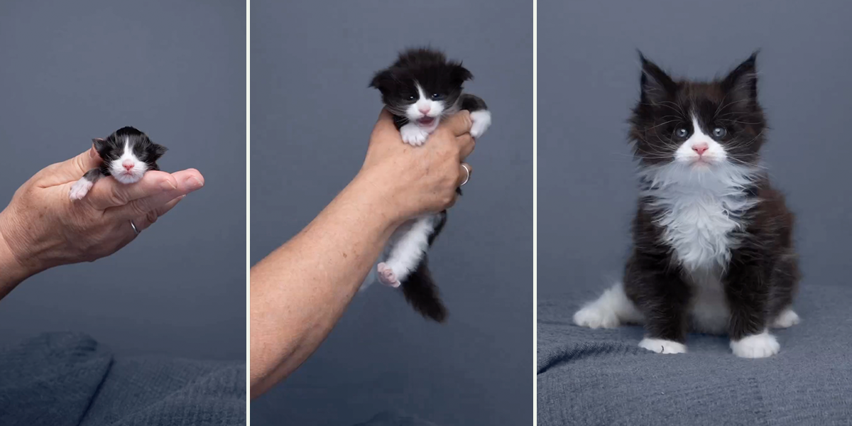 The Catographer Nils Jacobi shares glow-up of a tuxedo Maine Coon kitten in 95 days