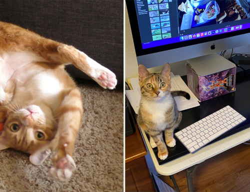Why Cats Still Rule the Internet After More Then 30 Years