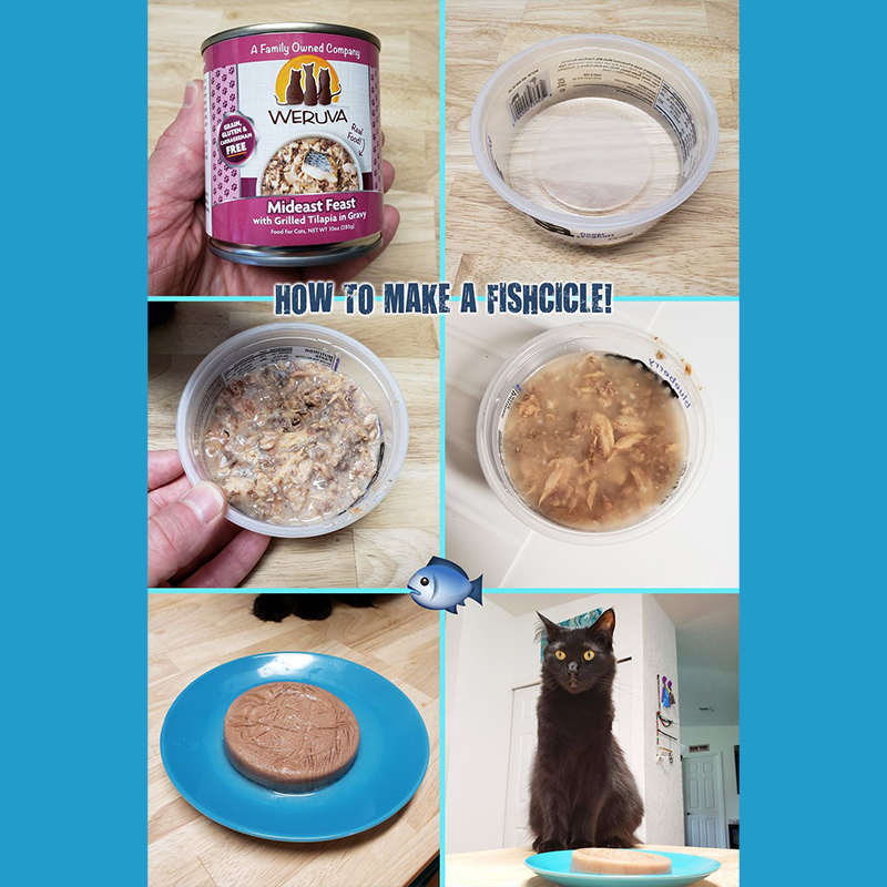 Recipe for frozen treats, Fin-tastic fishcycles for cats to help them stay cool and beat the heat