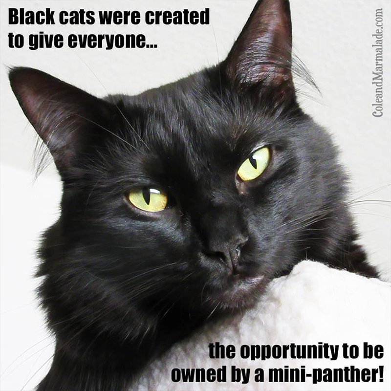 Cole and Marmalade meme about black cats, house panthers, cat myths