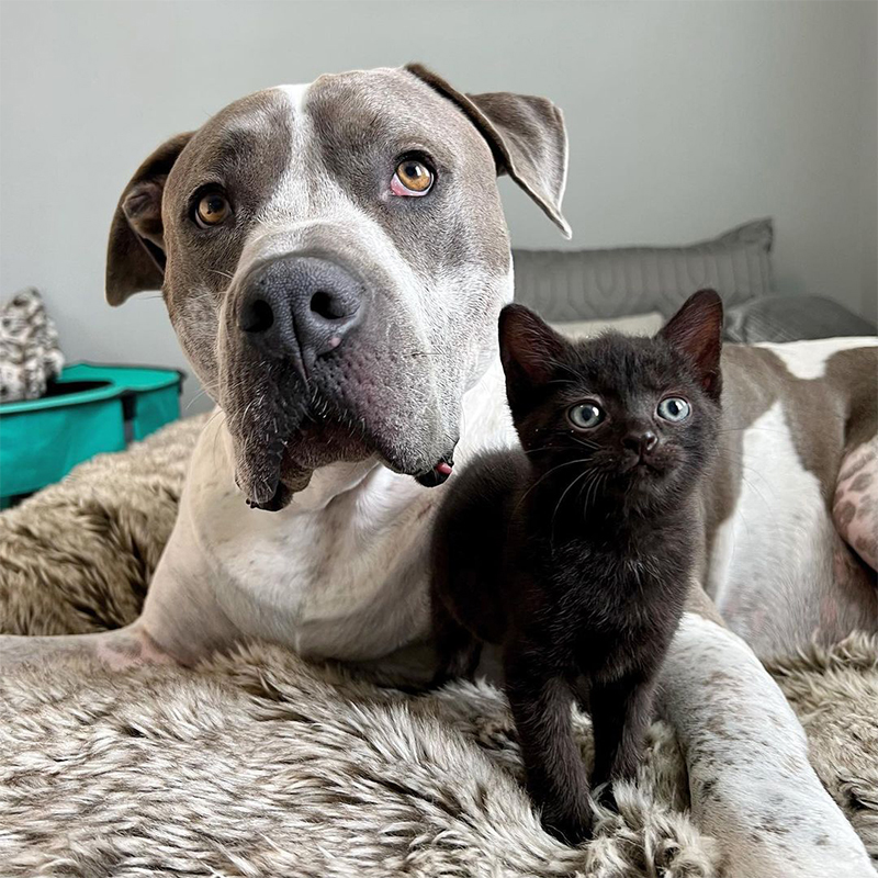 Atlas the dog with a tiny foster kitten