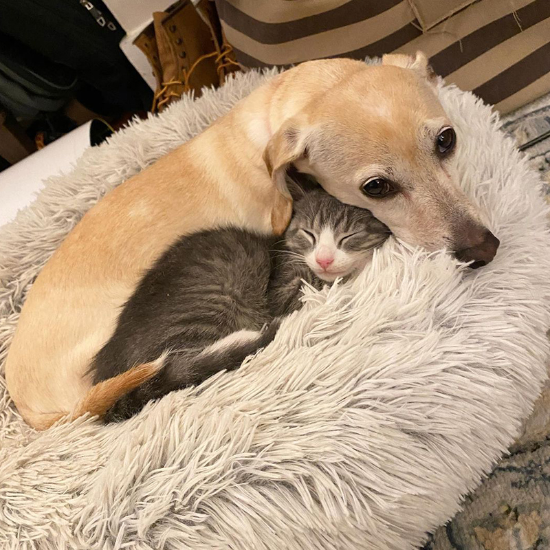 foster nanny dog with kitten, myth dogs and cats don't mix