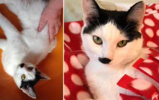 Twitchy Cat Syndrome, Feline Hyperesthesia, Josephine the Quirky Cat with FHS, itchy, neurological condition