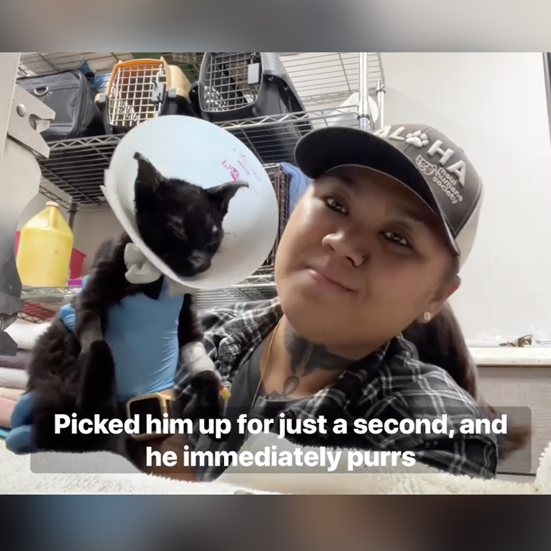 Maui Humane Society video about cat that survived the devastating fires at Lahaina