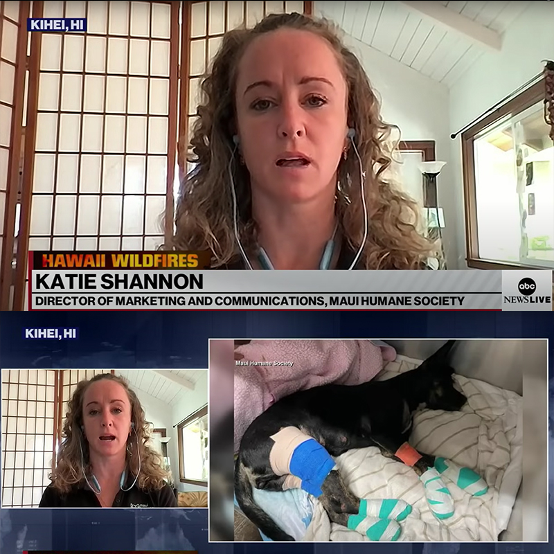 Katie Shannon, the Director of Marketing at Maui Humane Society