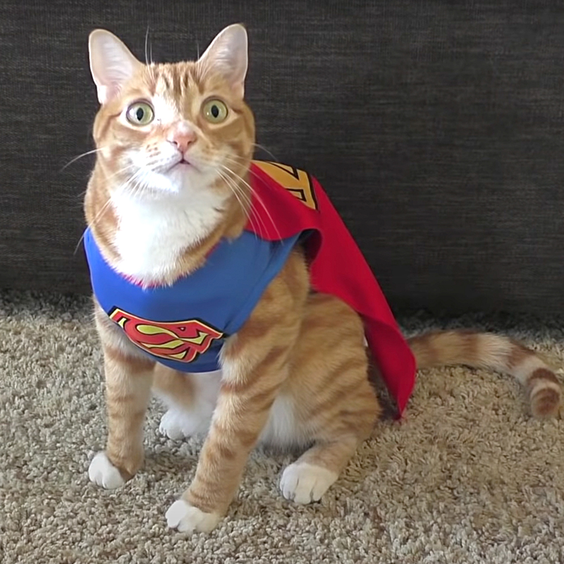 Marmalade as a superpower hero, superhero, Superman, orange cat, Cole and Marmalade, SupurrPowers