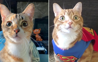 House cat abilities that border on Superpowers. Cole and Marmalade, Calypso