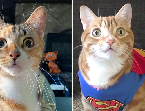 Three Astonishing House Cat Abilities That Might Be SupurrPowers