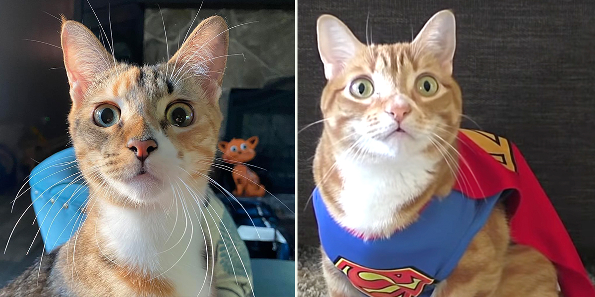 House cat abilities that border on Superpowers. Cole and Marmalade, Calypso
