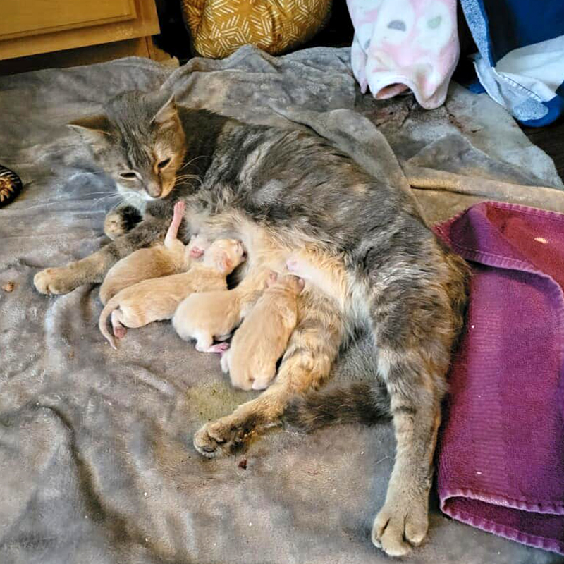 Mama cat Ikea and her Swedish meatball kittens, Purrfect Cat Rescue Inc, Chicago, Crystal Lake, furniture, cat rescue, 2