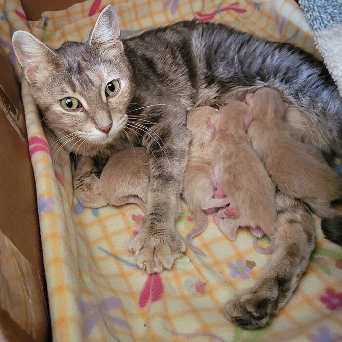 Mama 'Ikea' Walked into Store Shopping for Shelter for Her Kittens