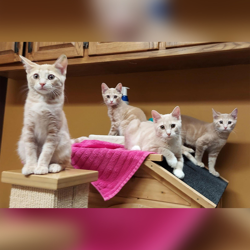 Ikea and her Swedish meatball kittens, Bjorn, Lars, Hanns, and Sven, kittens all grown up, Purrfect Cat Rescue Inc, Crystal Lake, Illinois, Chicago area