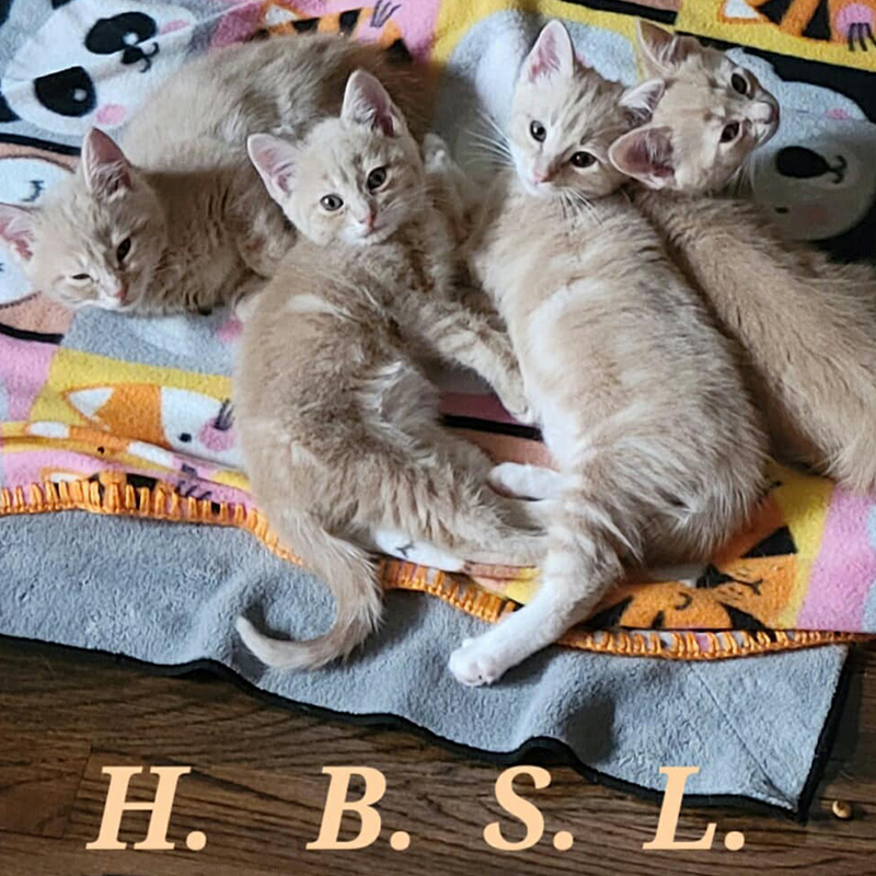 Ikea and her Swedish meatball kittens, Bjorn, Lars, Hanns, and Sven, kittens all grown up, Purrfect Cat Rescue Inc, Crystal Lake, Illinois, Chicago area, 3