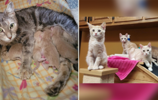 Mama cat Ikea and her Swedish meatball kittens, Purrfect Cat Rescue Inc, Chicago, Crystal Lake, Illinois, furniture, cat rescue