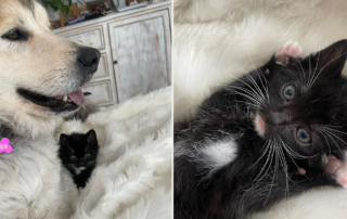Tiniest Foster Kitten Jo Loves His Squirmy Sisters and Bella the Great Pyrenees, rescue kitten, tuxedo kitten, Baby Kitten Rescue, Los Angeles, Lisa Phillips, Esq.
