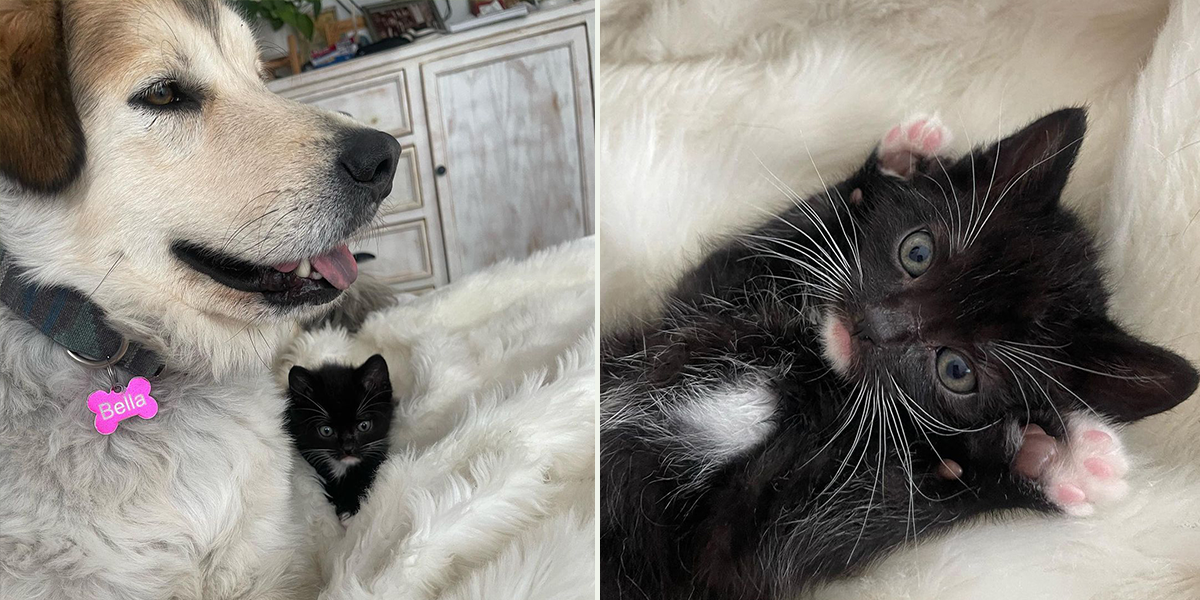 Tiniest Foster Kitten Jo Loves His Squirmy Sisters and Bella the Great Pyrenees, rescue kitten, tuxedo kitten, Baby Kitten Rescue, Los Angeles, Lisa Phillips, Esq.