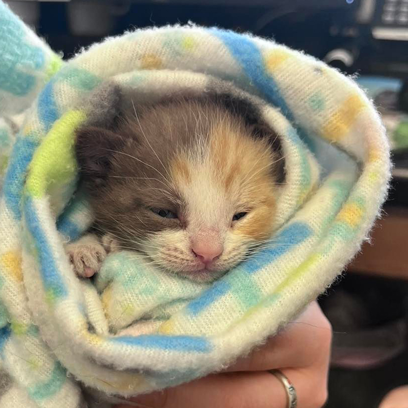 Ellie the calico cutie rescued from a fire engine, Florida, 2