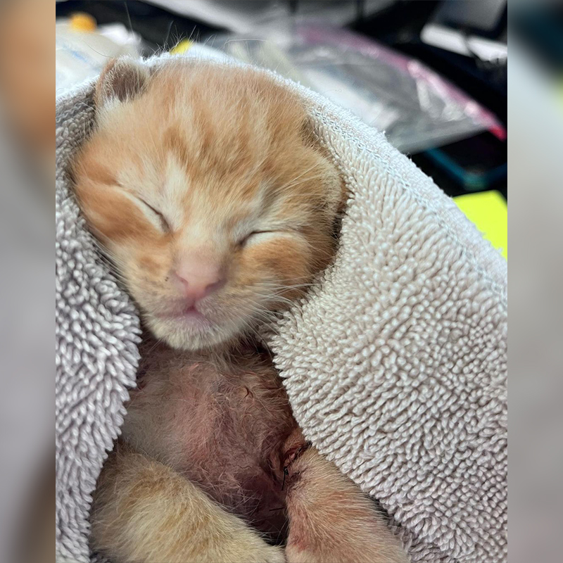 Joel the kitten rescued from a a fire engine with sever injuries, degloving