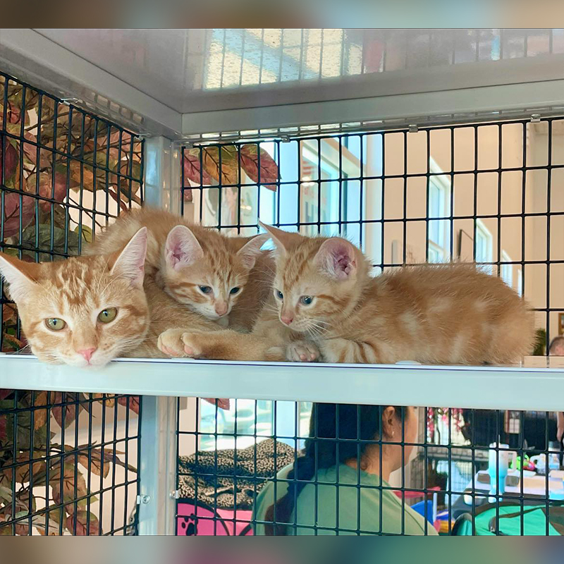 Archie and two kitten, Jughead and Josie, Cuddle Buddies Rescue in Katy, Texas, Emily Gammon, Auntie Em's Foster Kittens