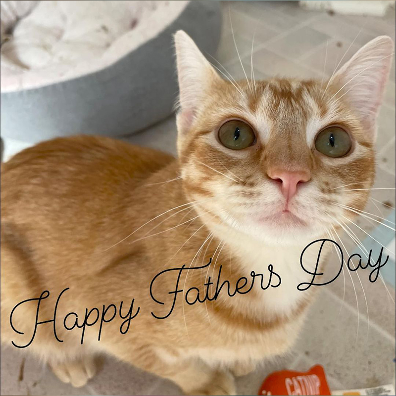 Archie the Cat dad from Cuddle Buddies Rescue in Katy, Texas, Happy Father's Day, Best Cat Dad ever