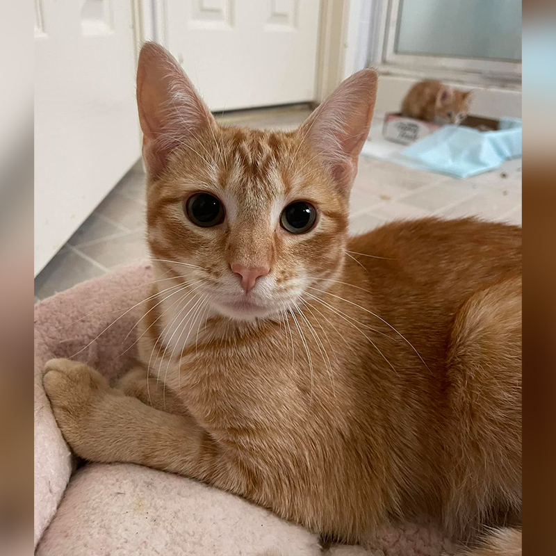 Orange rescued cat Archie, Katy, Texas