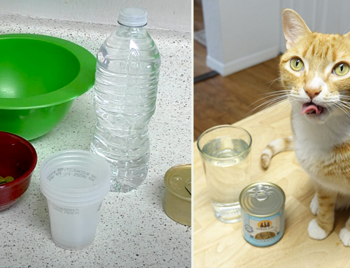 Easy Ways to Help Cats Beat the Heat and Stay Cool During the Dog Days of Summer