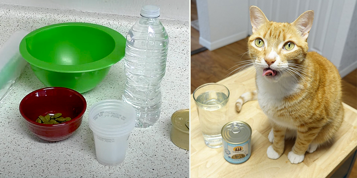 Easy Ways to Help Cats Beat the Heat During Summertime, Cole and Marmalade, frozen treats