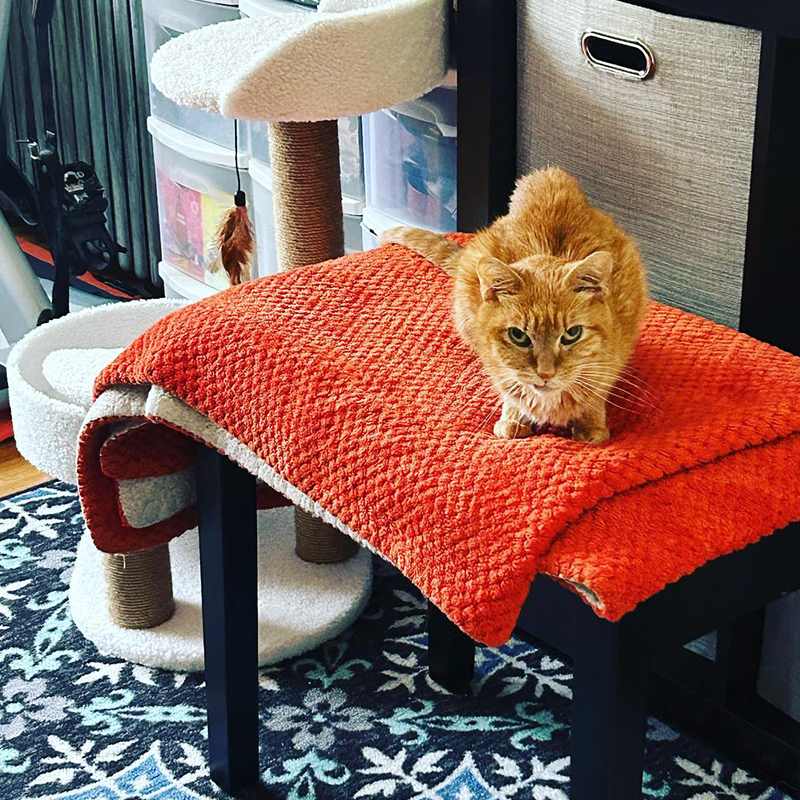 Lady O on a chair, Octavia, senior cat, kidney disease