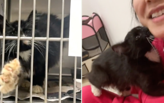 Grace Choi, Happy Kitty Rescue, Kitty Boy and Friends, Los Angeles, Leapin' Lily, sarcoptic mange, kitten rescue, tuxedo cat,