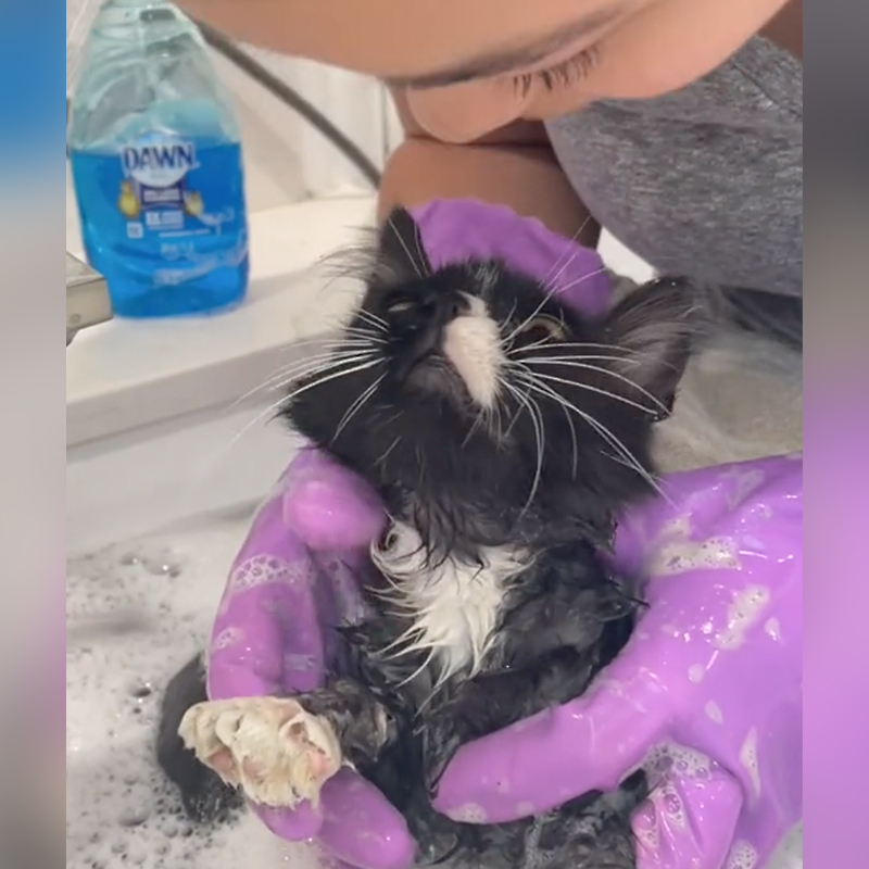 Grace Choi gives Leapin' Lily, Leaping Lily a bath after arriving from the shelter, Happy Kitty Rescue, Los Angeles