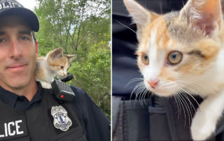 Lucky 'Penny' the Kitten Refuses to Leave Officer's Shoulder and Now He's a Cat Dad, Officer Timothy Rugg, Harrisonburg Police Department, Rockingham Harrisonburg SPCA,