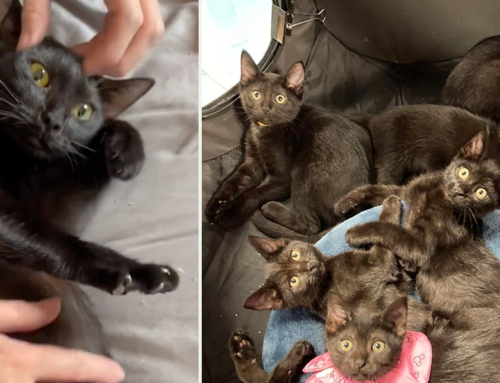 Mama and Her Identical Octet of Kittens Grow Up in Fabulous Foster Playground