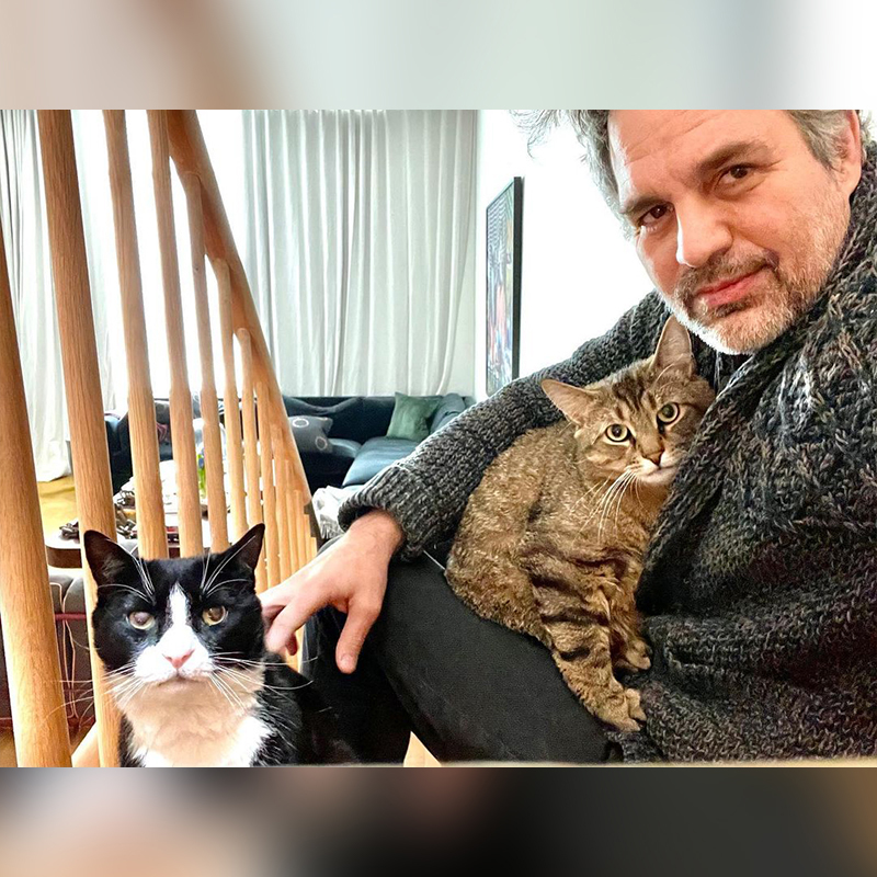 Mark Ruffalo with his cats, cat myths, cat dad