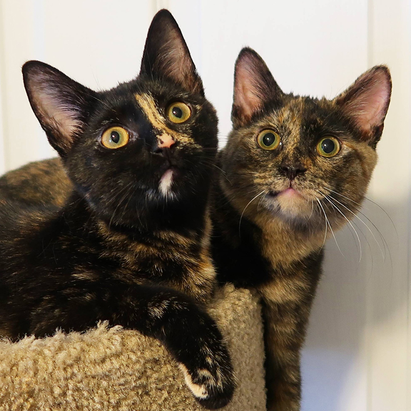 ZigZag and Jugg as kittens, newly adopted cats