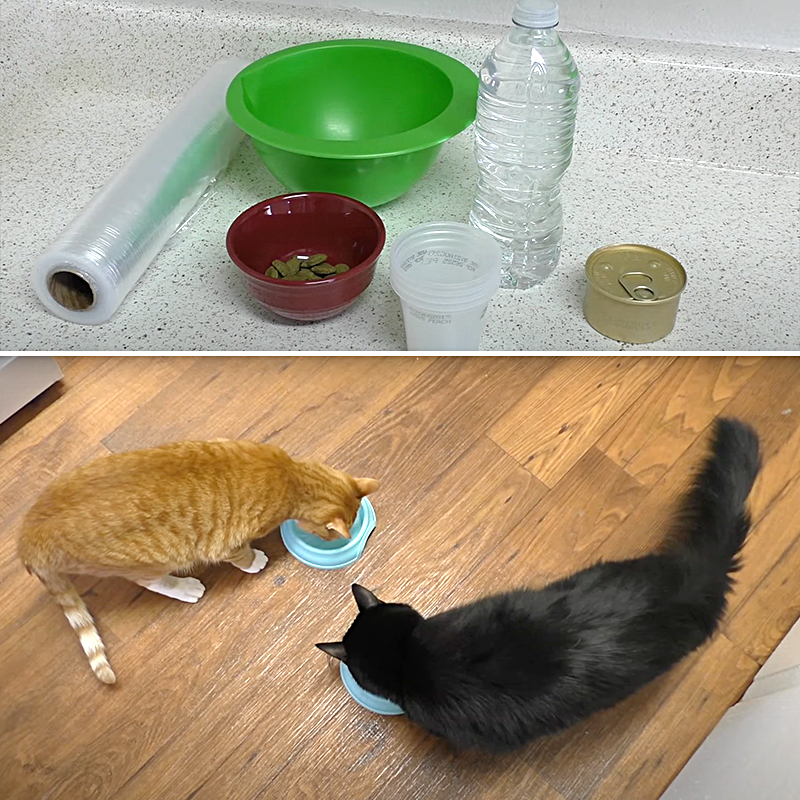 Cole and Marmalade, making frozen treats to help cats beat the heat and stay cool