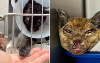 Maui Humane Society, fires in Lahaina and Maui, saving rescued cats and animals after fires, Katie Shannon, the Director of Marketing, Hawaii