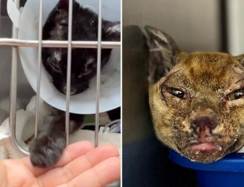 Glimpses of Hope and Perseverance as Maui Humane Society Helps Surviving Pets After Fires
