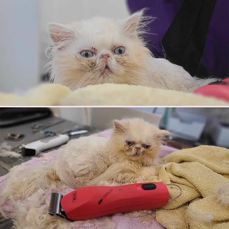 Grooming 10-week-old Persian kittens, EC Cat Care in the UK, 5