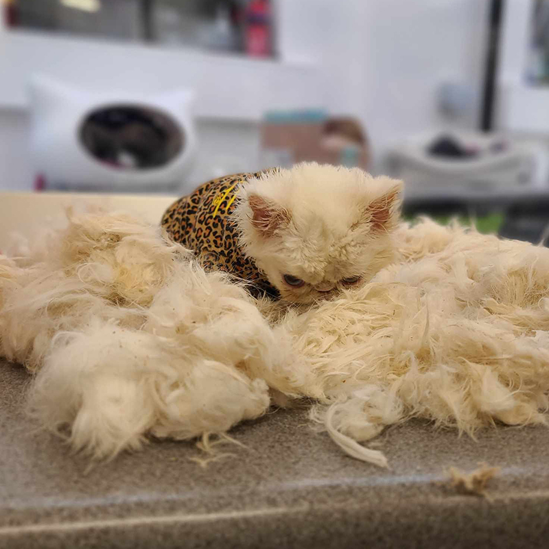 Mucky Mushroom the Persian kitten after grooming removes a pile of fluff from she and her siblings from Bradford Cat Watch Rescue and Sanctuary