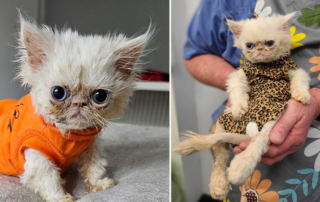 Bradford Cat Watch Rescue and Sanctuary, Mucky Mushroom, Persian cats, Bad breeding, health problems for Persian cats, EC Cat Care