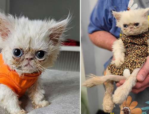 Rescue Tales: ‘Mucky Mushroom’ the Kitten Needs Extra TLC from Some Very Dedicated Cat Lovers