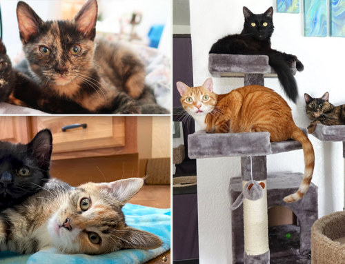 What You Need To Know (and Have) for Your Newly Adopted Cat