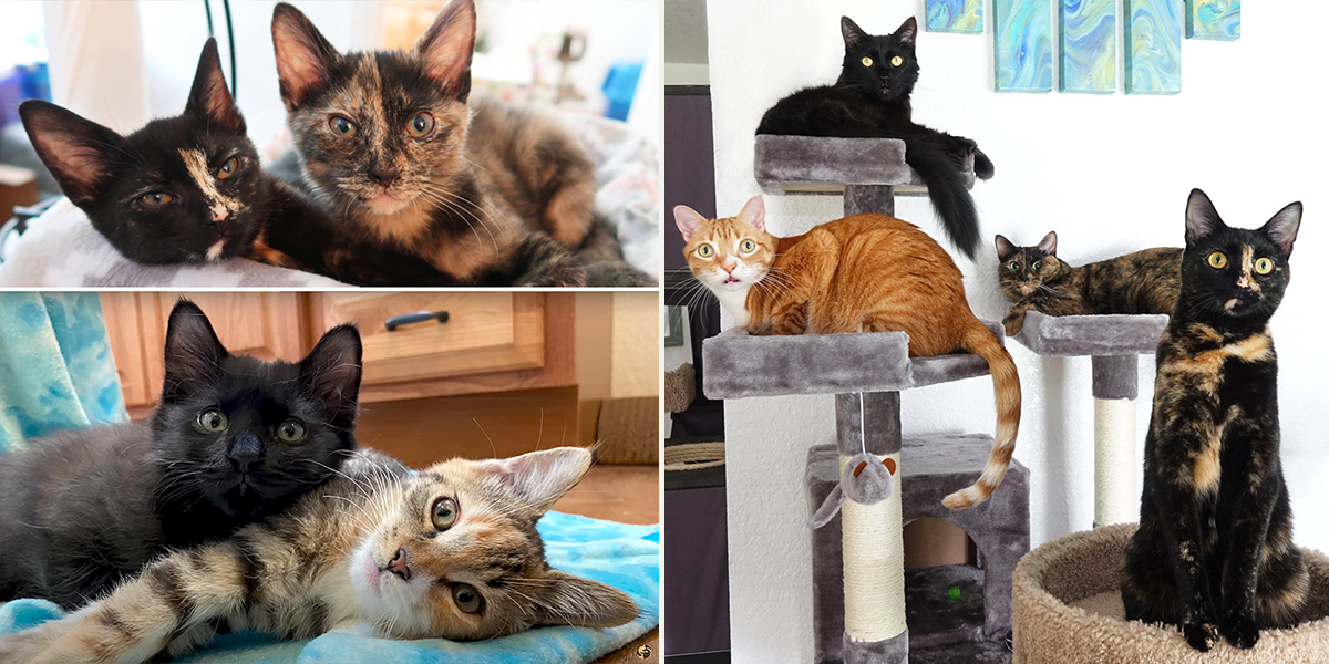 What You Need To Know (and Have) for Your Newly Adopted Cat, Cole and Marmalade, Jugg and Zig Zag, Maz and Calypso, Marmalade
