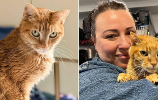Meow Parlour, Octavia, senior cat finds home after years, Lady O, Christina Ha, adult cats, palliative care, hospice care for cats