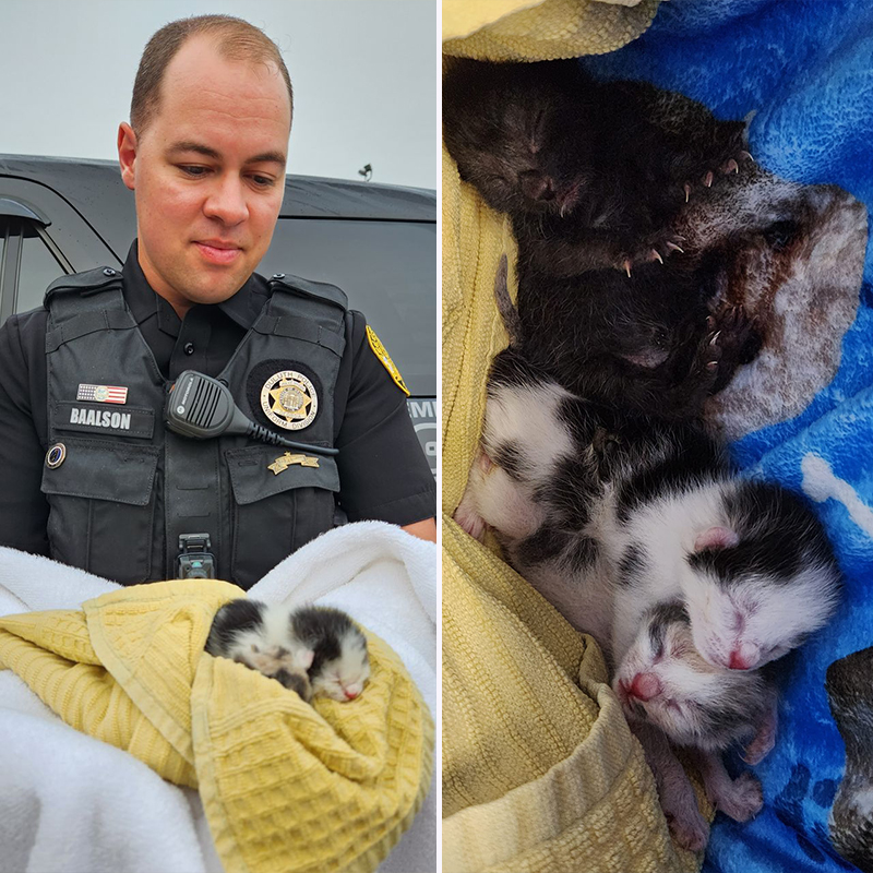 Officer Baalson from Georgia with the rescued kittens tossed from SUV in a busy intersection
