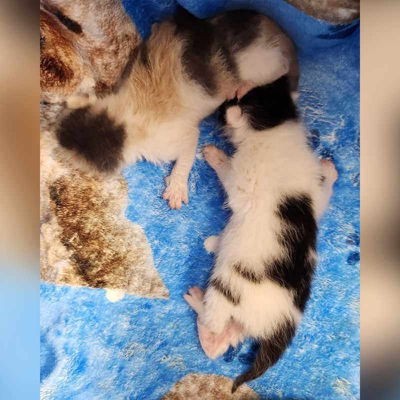 Kittens in Duluth, GA, Planned PEThood of GA d