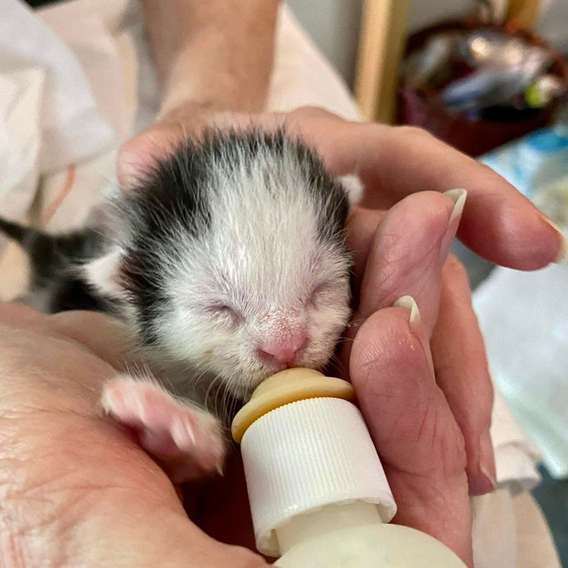 Bottle baby kitten, rescue, Kittens in Duluth, GA, Planned PEThood of GA d