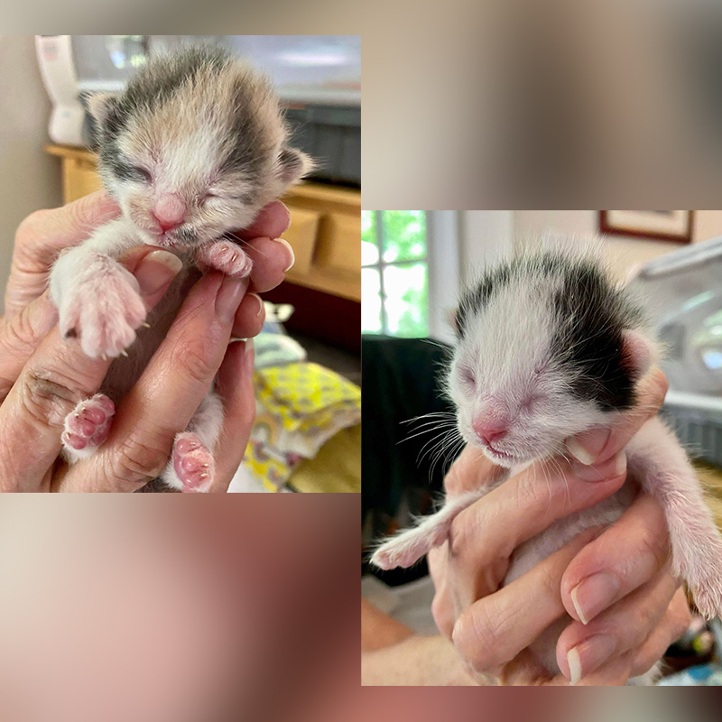 Kittens in Duluth, GA, Planned PEThood of GA d, two
